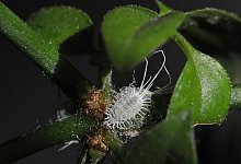 Alkohol gegen Wolll&auml;use - Jens Kalaene/dpa-Zentralbild/dpa-tmn