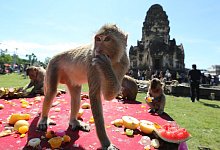 Affen in Thailand - Foto: Narong Sangnak/EPA/dpa