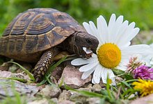 Landschildkröte knabbert an einer Blüte - Benjamin Nolte/dpa-tmn