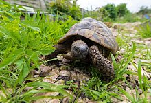 Griechische Landschildkröte im Garten - Benjamin Nolte/dpa-tmn