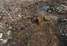 Elefant auf M&uuml;lldeponie in Sri Lanka - Foto: Achala Pussalla/AP/dpa