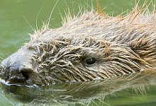 biber-2-von-3 - Makro Tele-Film