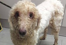 Gerettete Tiere - Tierheim Eichenhof