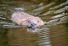 Biber - Foto: Ben Birchall/PA Wire/dpa