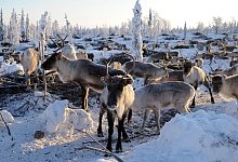 Rentiere in Lappland - Foto: Britta Pedersen/dpa-Zentralbild/dpa/Archivbild