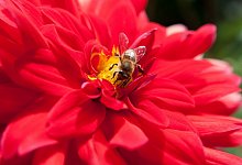 Dahlien im Garten - Foto: Andrea Warnecke