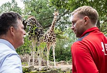 Giraffen-Ehrenpatenschaft f&uuml;r Per Mertesacker Stiftung - Michael Matthey/dpa
