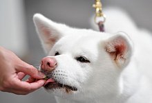 Hund bekommt ein Leckerli - Kirsten Neumann/dpa-tmn