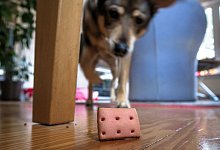 Gegen Herbstblues: Hundemantel f&uuml;r Bello und Suchspiele daheim - Markus Scholz/dpa/dpa-tmn