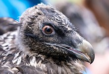 Bartgeier Sisi - Sven Hoppe/dpa