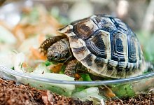Griechische Landschildkr&ouml;te in einer Zoohandlung - Markus Scholz/dpa-tmn/dpa