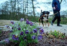 Ein Mann spaziert mit seinem Hund durch einen Park - Harald Tittel/dpa/dpa-tmn