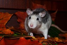 rat-871089 - Varga/pixabay.com