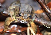 Grasfrosch - Foto: Karl-Josef Hildenbrand/dpa