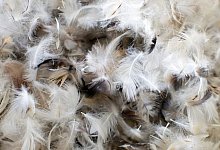 Federf&uuml;llung - Foto: Friso Gentsch