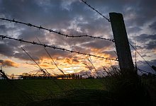 Weide - Symbolfoto: Pixabay