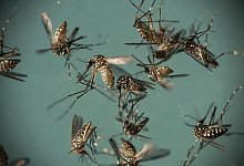 Gelbfieberm&uuml;cken in einer Petrischale - Foto: Felipe Dana/AP/dpa