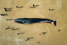 Toter Wal in Gro&szlig;britannien - Danny Lawson/PA/AP/dpa