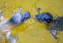 Kegelrobben - Daniel Bockwoldt/dpa