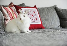 Kaninchen stubenrein - Foto: Christina Sabrowsky/dpa-tmn