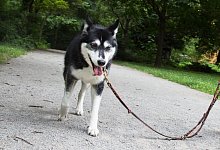 Hund mit Demenz - Foto: Florian Schuh/dpa-tmn