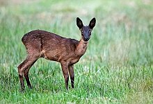 Begegnung der seltenen Art