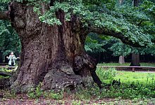 Die m&auml;chtigste der 1000-j&auml;hrigen Ivenacker Eichen gilt mit rund 140 Kubikmetern als volumenreichste Eiche in Europa. - Stefan Sauer/dpa