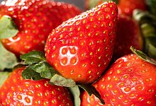 Frische Erdbeeren - Franziska Gabbert/dpa-tmn