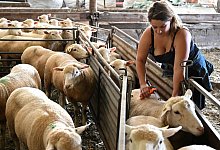 Impfung gegen Blauzungenkrankheit - Francois Nascimbeni/AFP/dpa