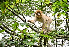Berberaffe tollt auf Baum - Felix K&auml;stle/dpa