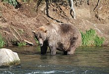 &laquo;Fat Bear&raquo;-Wahlen in Alaska - Foto: -/Katmai Nationalpark /dpa