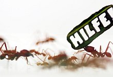 Das stille Sterben der Insekten - Foto: Oliver Berg/dpa/Illustration