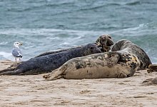 Robben - Milton Levin/Permit # NMFS 21719-01/Tufts/dpa