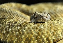 Exotische Gesch&auml;ftsidee zulasten der Stadtverwaltung - Bad Lippspringe