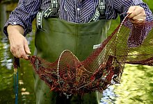 Sumpfkrebse in Berlin - Foto: Britta Pedersen/dpa