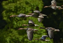 In OWL ist die Gefl&uuml;gelpest ausgebrochen. - Symbolfoto