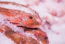 Fischkonsum - Foto: Rolf Vennenbernd/dpa