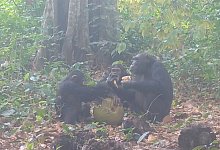 Wilde Schimpansen teilen alkoholhaltige Fr&uuml;chte - Bowland EurekAlert/dpa