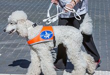 Blindenhund - Foto: Jens B&uuml;ttner/dpa-Zentralbild/dpa