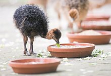 Strau&szlig;en-K&uuml;ken geschl&uuml;pft - dpa