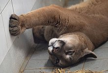 Ein Puma liegt im Exotenhaus der Auffangstation f&uuml;r Reptilien M&uuml;nchen e.V. in einem Gehege. Den ausgewachsenen Puma hat die Polizei bei der Kontrolle eines Autos in der Oberpfalz entdeckt. - Sven Hoppe/dpa