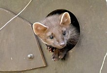 Nachwuchs bei Baumardern - Foto: Carsten Rehder/dpa