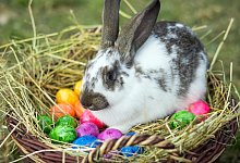 Meister Langohr - Foto: Patrick Pleul