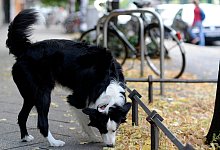 Wenn Hunde eklige Dinge tun - Maurizio Gambarini/dpa/dpa-tmn