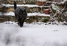 Eine schwarze Katze l&auml;uft durch den Schnee - Bernd Wei&szlig;brod/dpa/dpa-tmn
