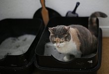 Katze auf Katzenklo - Foto: Ina Fassbender/dpa-tmn