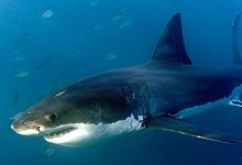 Wei&szlig;er Hai - Foto: Helmut Fohringer/EPA/dpa