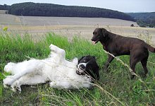 Hundewiese - Sylvia Frevert