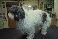 Finja vorher ... - Marion L&uuml;bbert