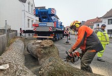 Eschenfällungen - Sylvia Frevert(LZ)